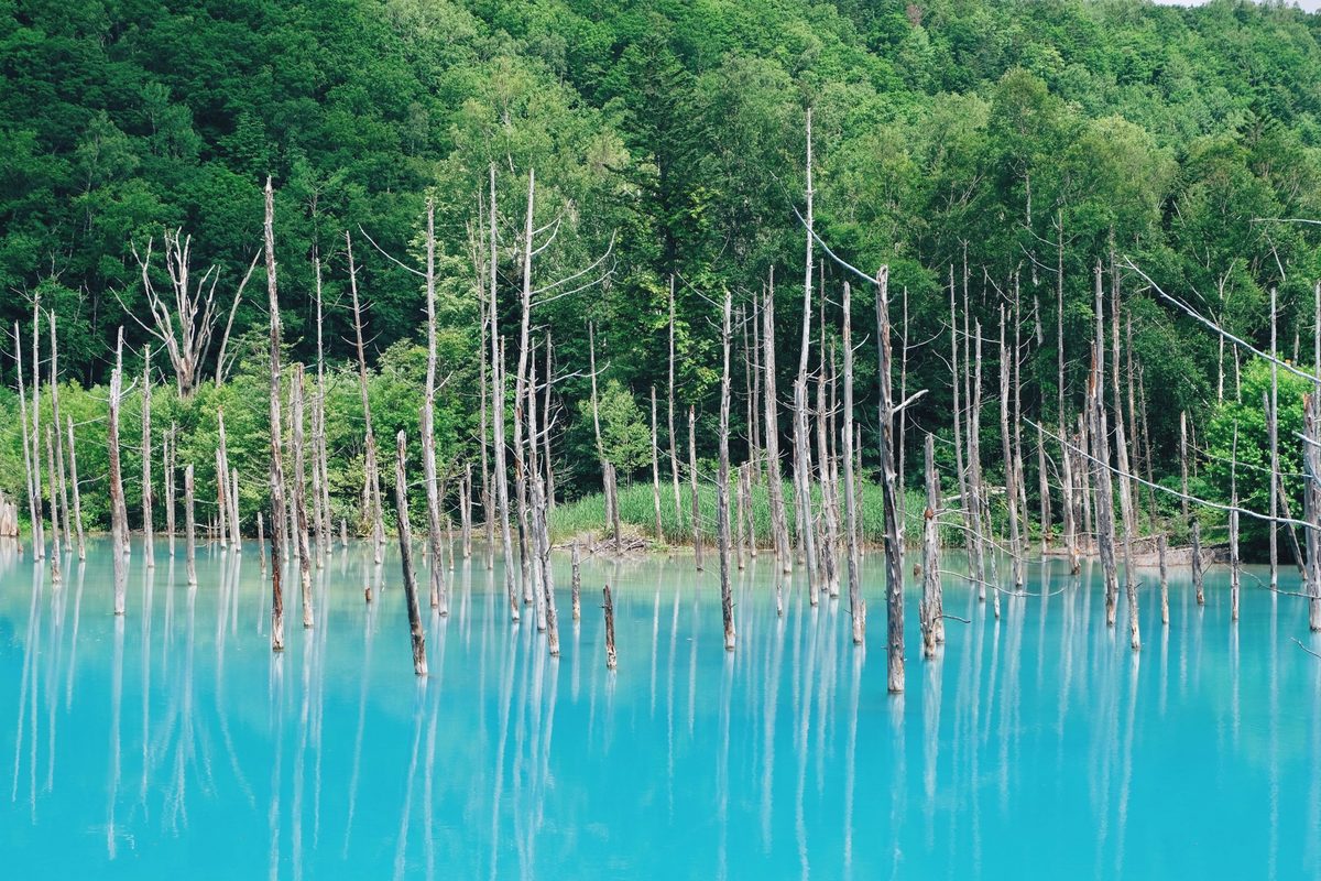 青池