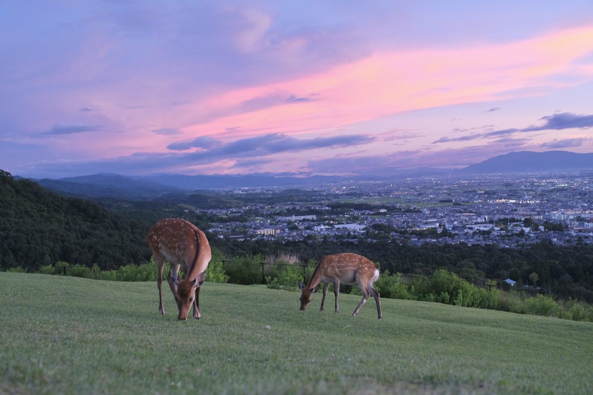 若草山夕阳