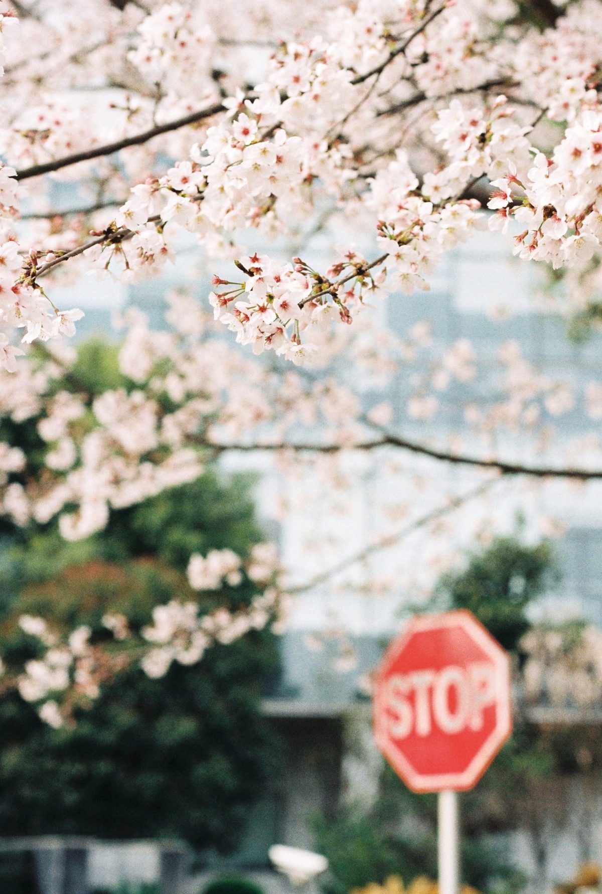 公司门口的樱花树