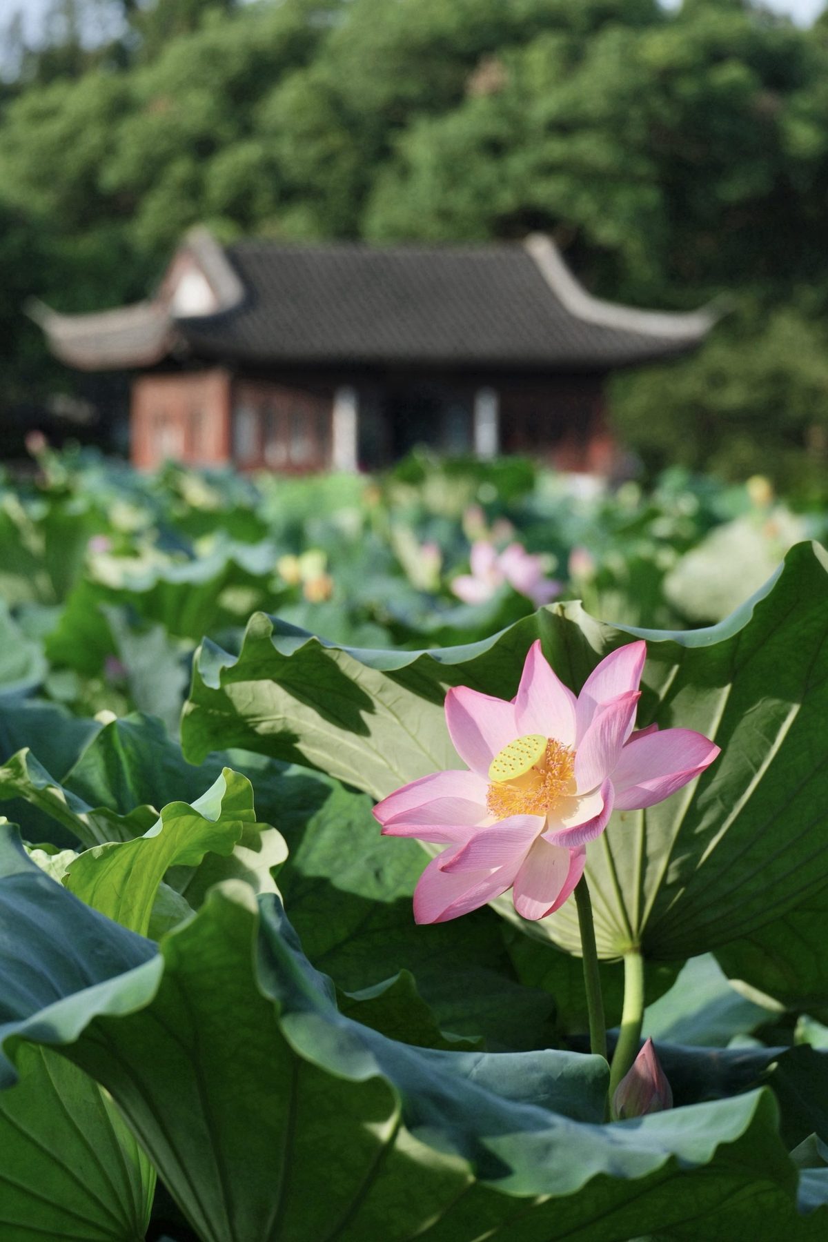 曲苑风荷